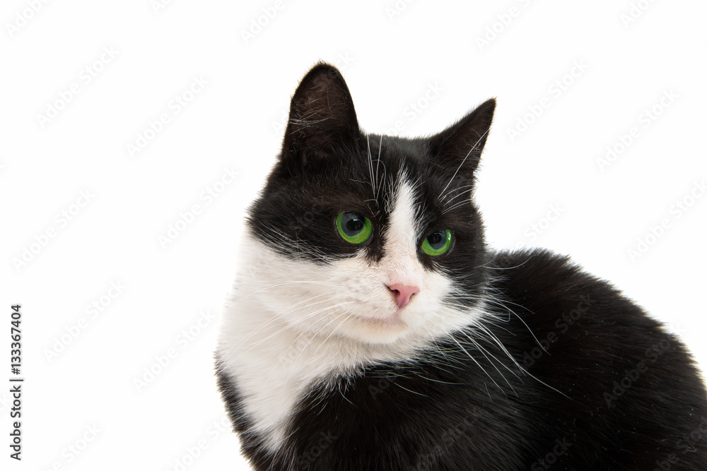 black and white cat black and white cat
