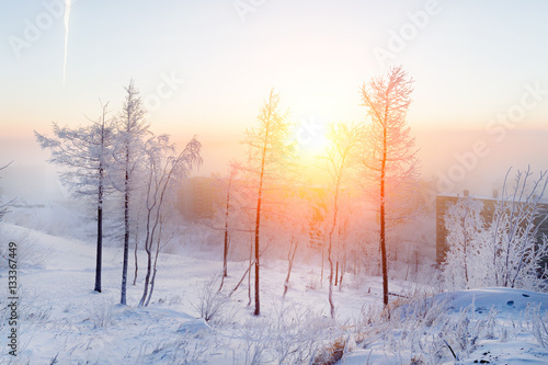 Birches in hoarfrost, morning, frosty dawn in the Arctic tundra. © nordroden