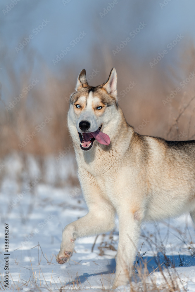 Fototapeta premium Husky run fast in snow field