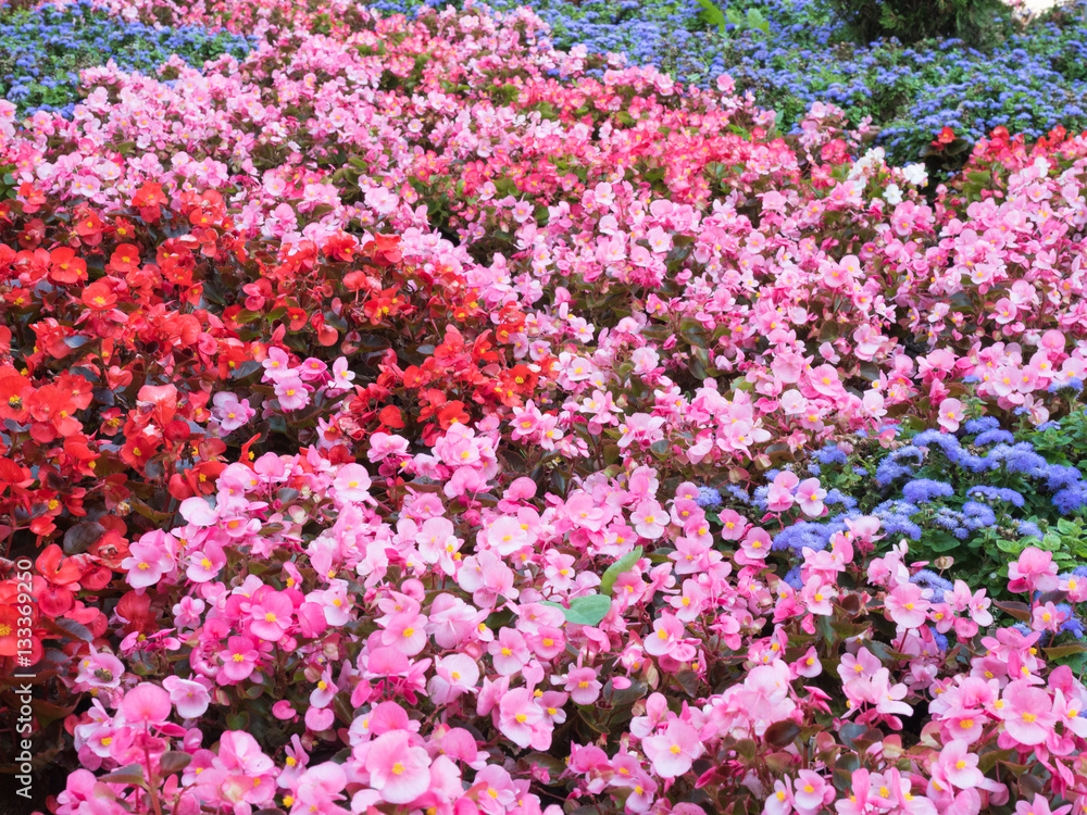 Selective soft focus on colourful field of flowers. Floral background of red, blue and pink flowers close up. Colourful floral pattern closeup. Selective soft focus on colourful field of flowers. Floral background of red, blue and pink flowers close up. Colourful floral pattern closeup.