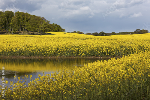Yellow Rapeseedfield with a pond in south of Sweden