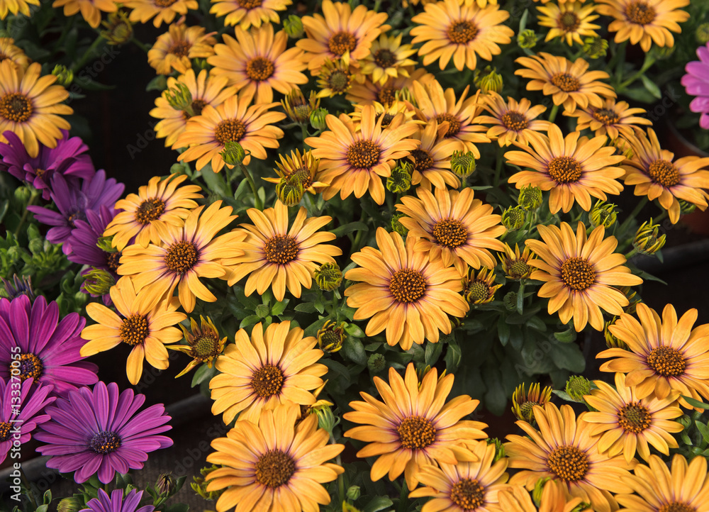 Kapkörbchen, Osteospermum Kapkörbchen, Osteospermum