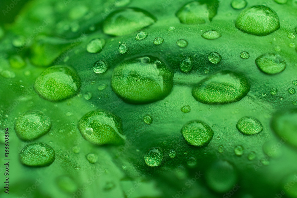 Drops Water on Green Leaves /Macro Close Up on Black Background Drops Water on Green Leaves /Macro Close Up on Black Background