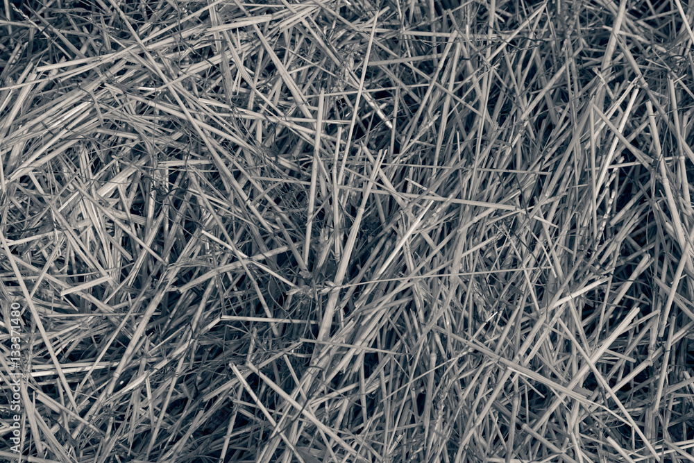 dry field grass after the storm dry field grass after the storm
