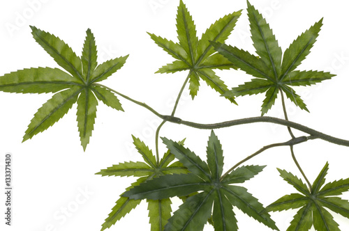 Cannabis leaves