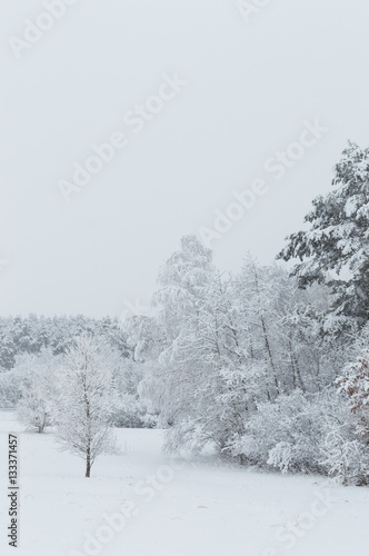 Snowy forest in Ukraine © wowkwasyl
