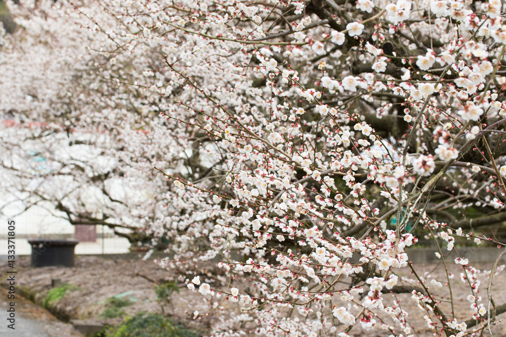 梅の花