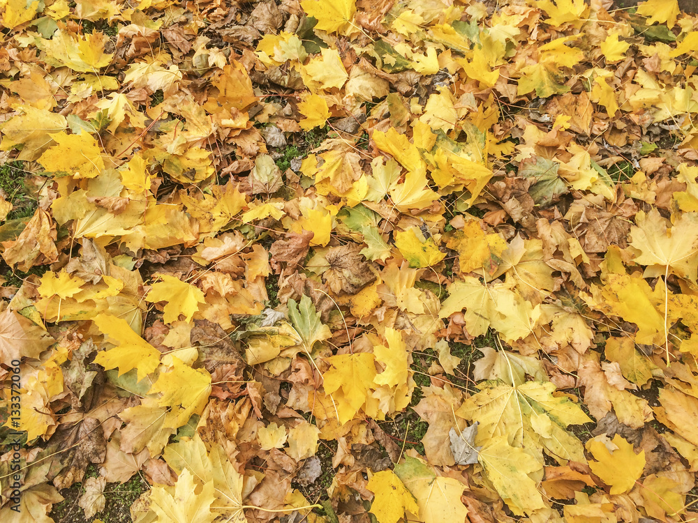 Autumn leaves background Autumn leaves background