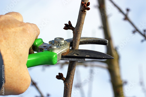 Tree pruning