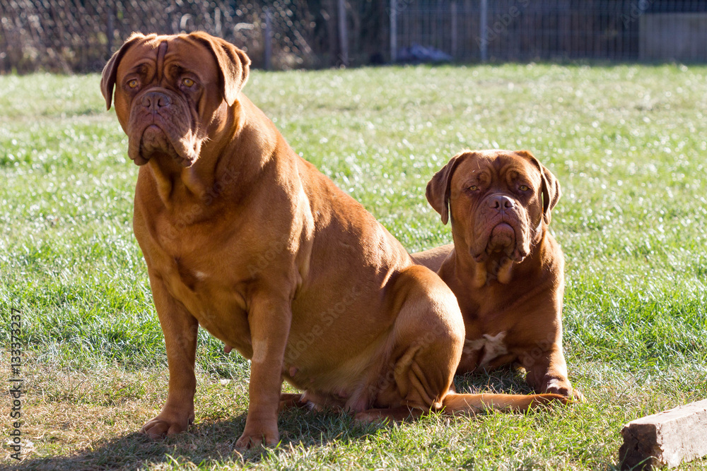 Mother and daughter dogue the bordeaux sitting in the garden