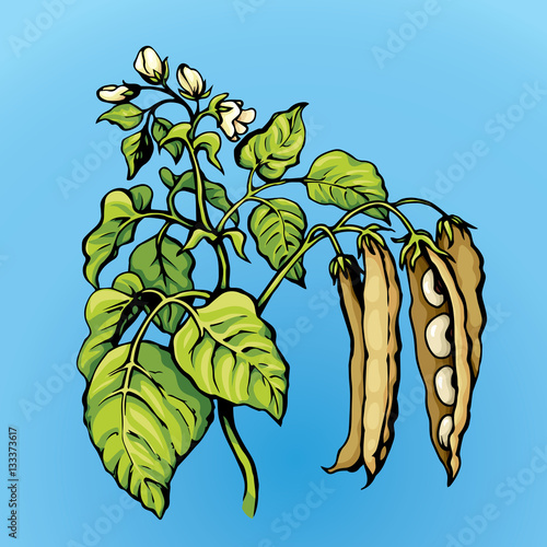 Branches beans. Vector drawing
