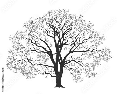 Oak tree