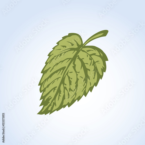 Hazelnut. Vector drawing