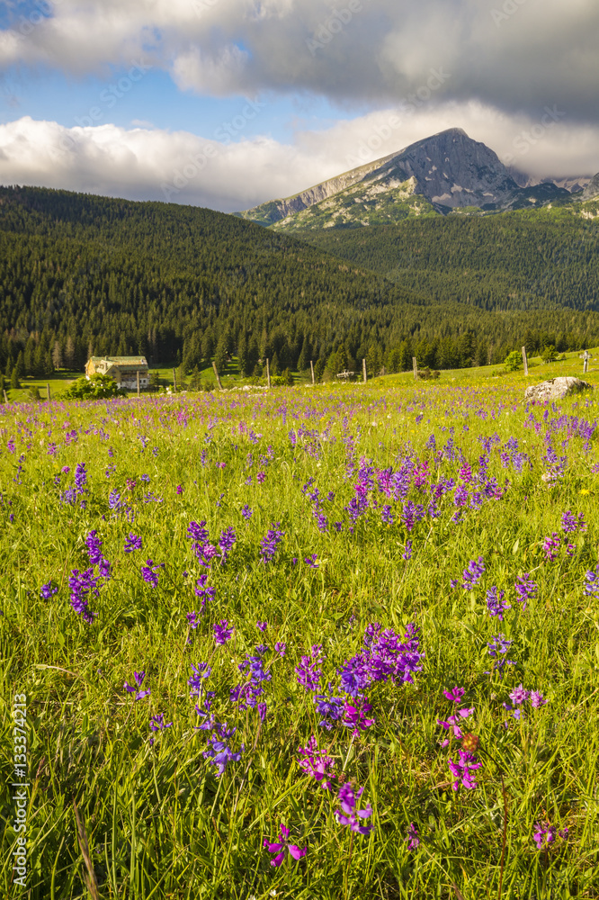 Obraz premium national park Durmitor in Montenegro,flowers blooming on a mount