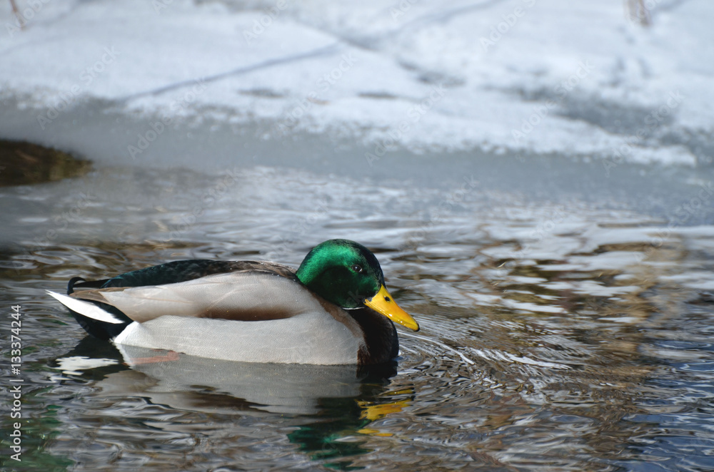 Obraz premium Male bird (drake) of wild duck (mallard) swims in the water in winter, snow and ice in background.
