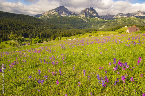 national park Durmitor in Montenegro,flowers blooming on a mount