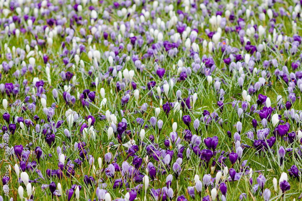 Naklejka premium Meadow full of white and violet crocuses awaking from winter dre