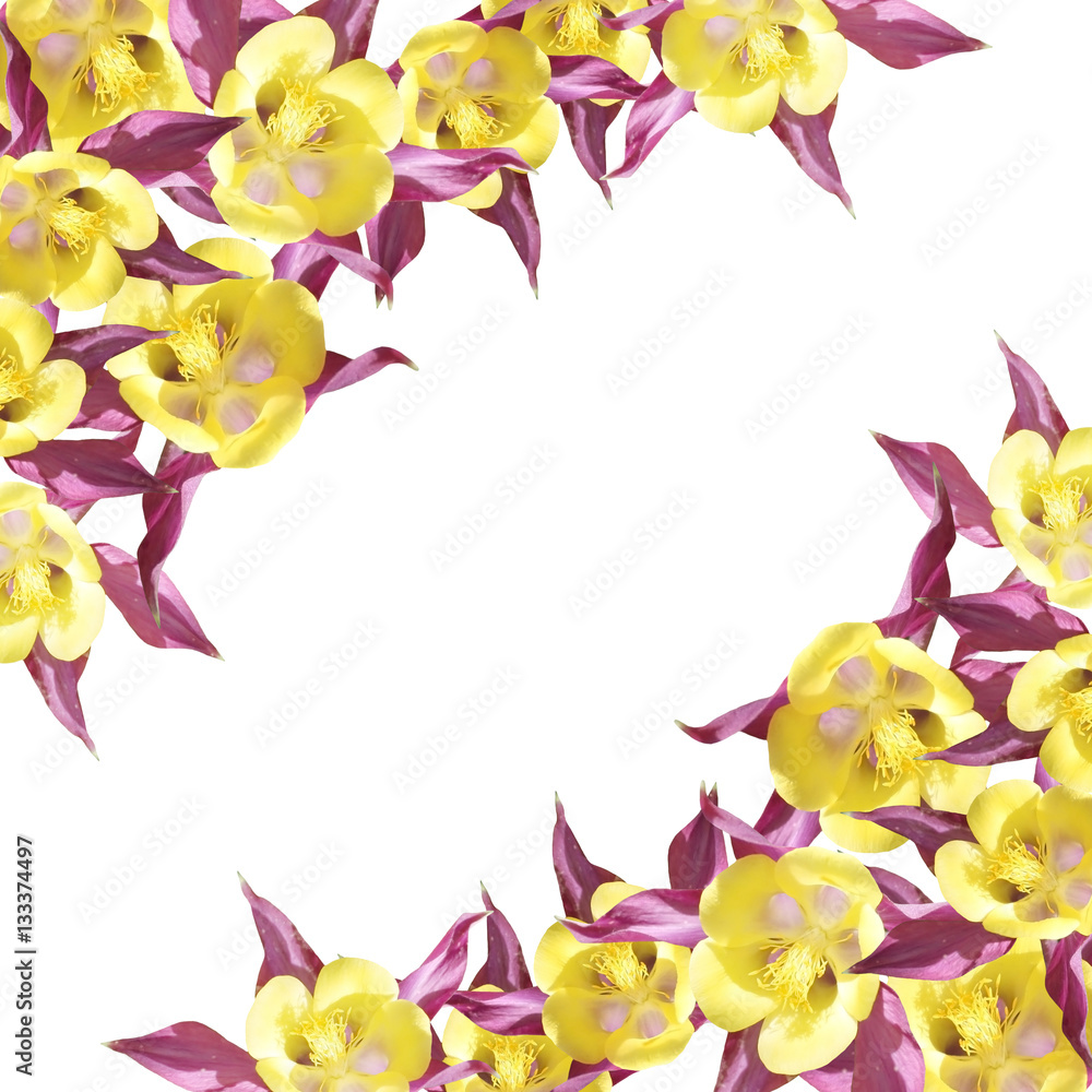 Beautiful summer background of flowers aquilegia 