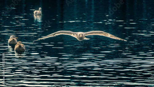 Seagulls