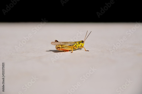 Yellow cricket zoom