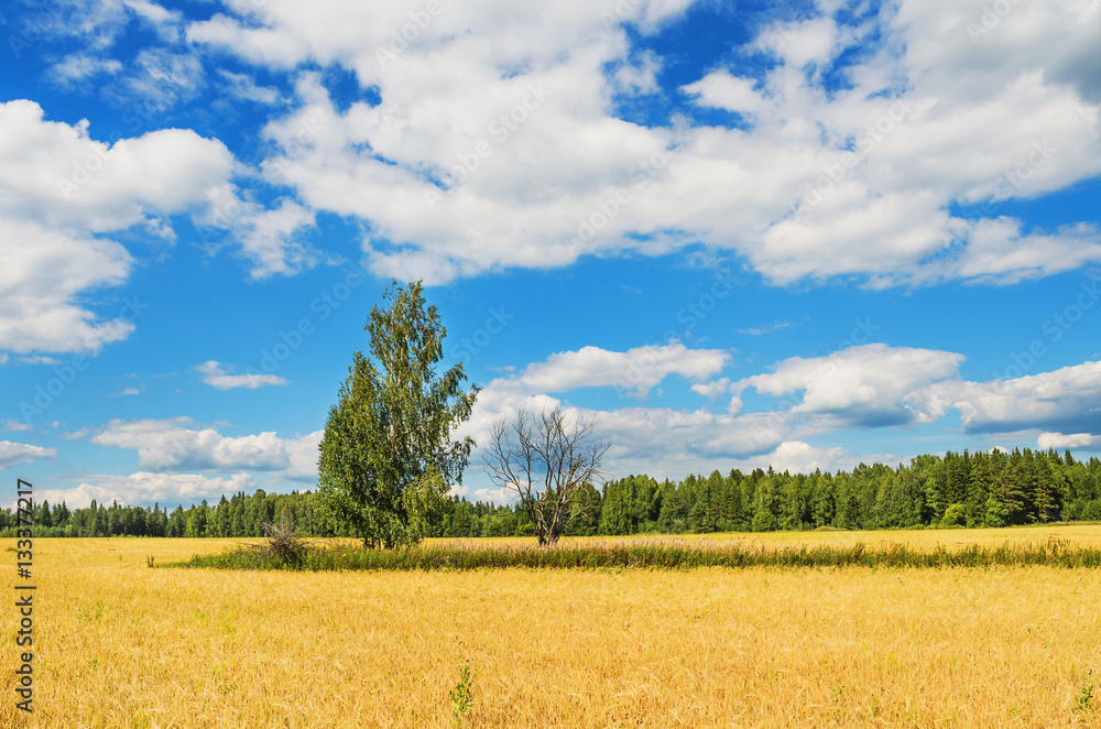 Beautiful summer rural landscape Beautiful summer rural landscape