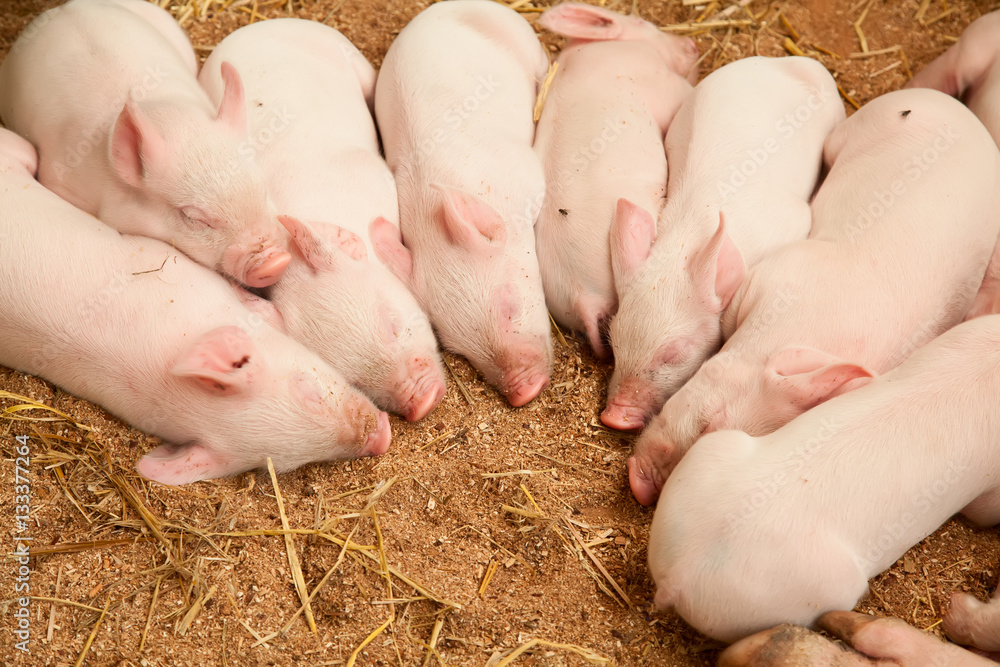 Young pigs Young pigs