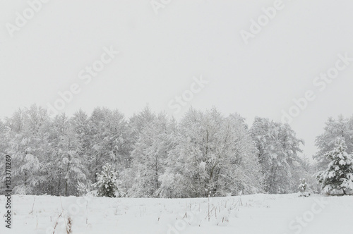 Snowy forest in Ukraine