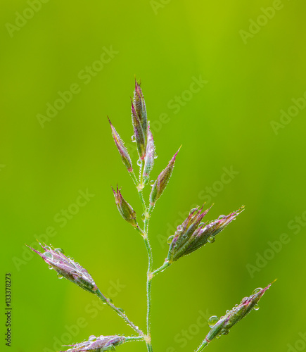 Macro of natural bloom of grass