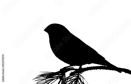 Bullfinch on branch pine. Silhouette. 