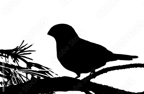 Bullfinch on branch pine. Silhouette. 