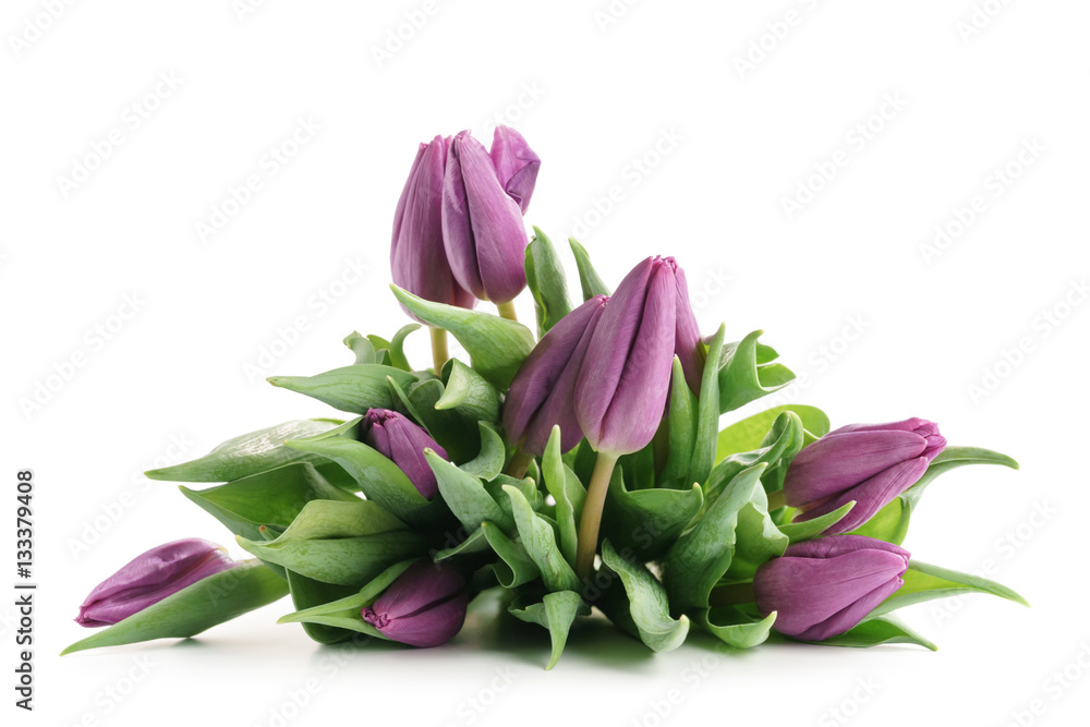 fresh purple tulips isolated on white background fresh purple tulips isolated on white background