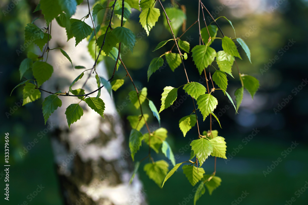 Fototapeta premium Młode soczyste zielone liście na gałęziach brzozy w słońcu na zewnątrz wiosną latem makro zbliżenie na tle pnia brzozy. Przebudzenie wiosny, piękny, żywy, kolorowy obraz artystyczny.
