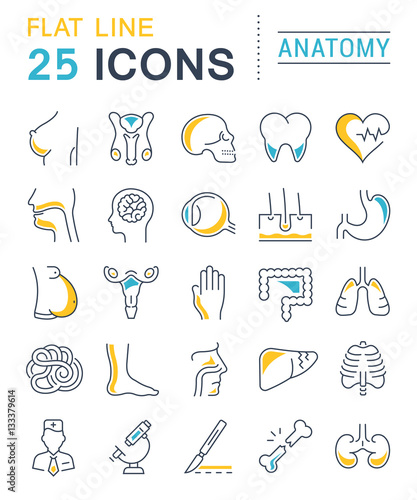 Set Vector Flat Line Icons Anatomy