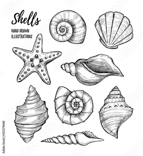 Hand drawn vector illustrations - collection of seashells.  Marine set. Perfect for invitations, greeting cards, posters, prints, banners, flyers etc
