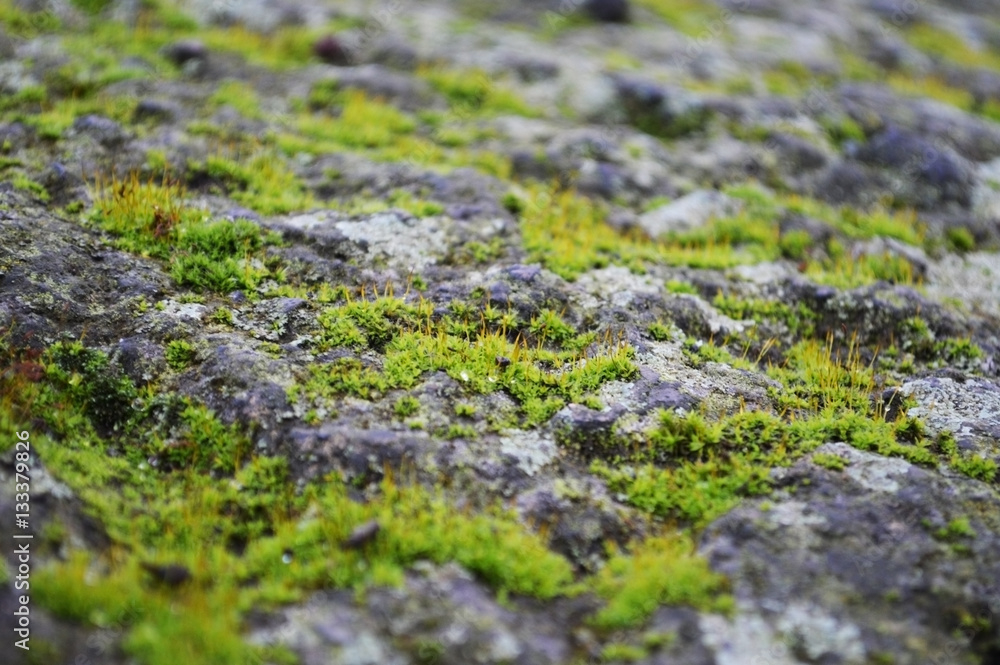 rock and moss background rock and moss background