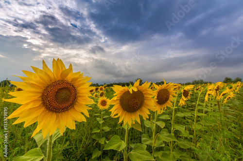 Sunflower field in rural area in Europe  profiled on storm clouds