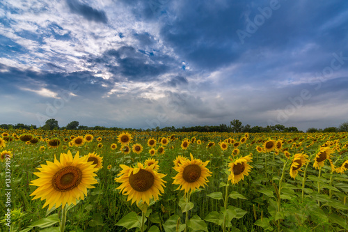 Sunflower field in rural area in Europe, profiled on storm clouds