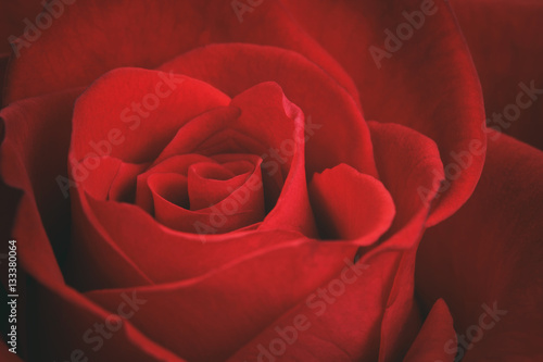 closeup macro shot of beautiful red rose, valentines day theme