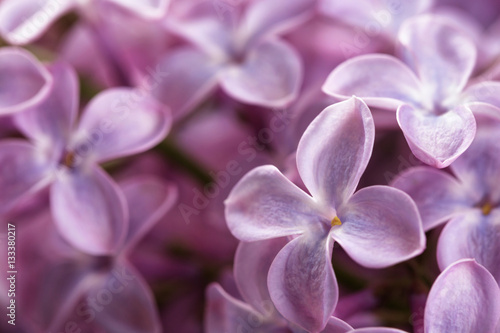 purple lilac flowers closeup macro photo, shallow dof