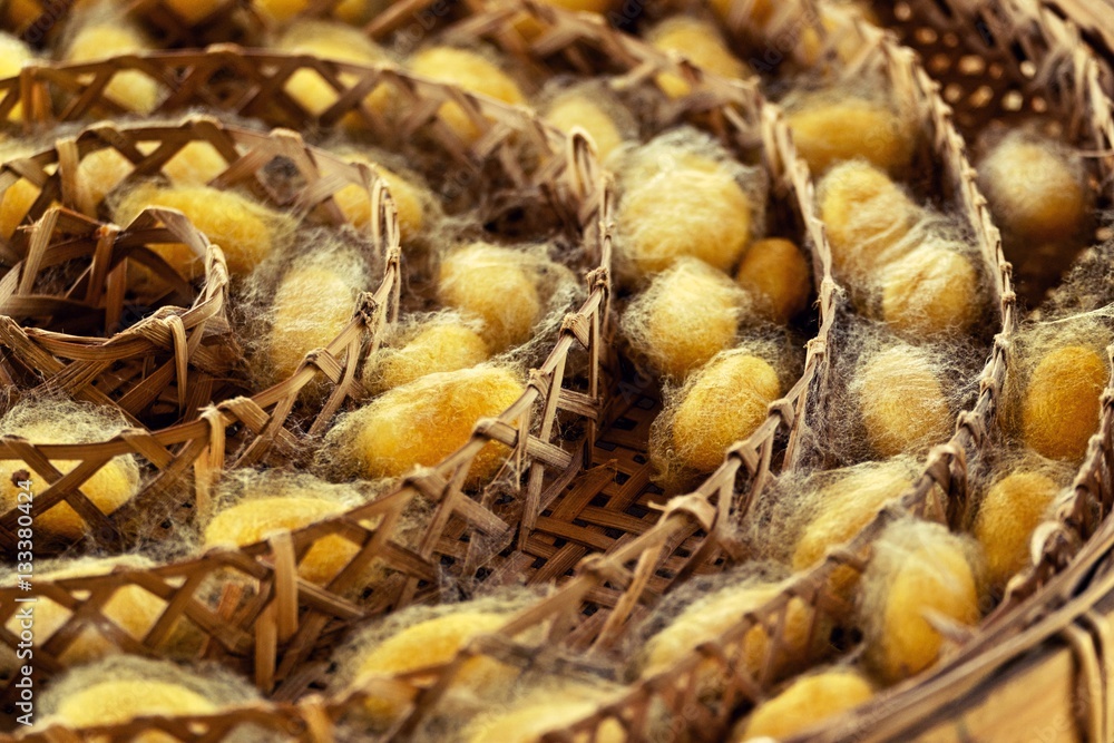 Silkworm fibers in the fabric industry. Silkworm fibers in the fabric industry.