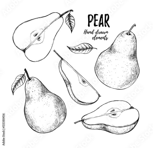 Hand drawn vector illustration - Set of slices pear, pears and leaves. Design elements in sketch style. Perfect for menu, cards, posters, prints, packaging etc
Sliced pears.