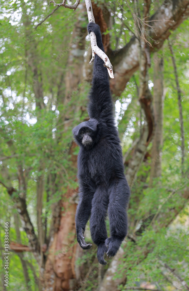 Naklejka premium Siamang, black furred gibbon on the tree