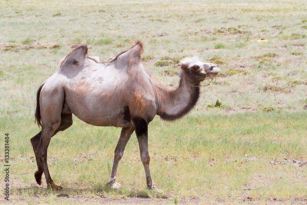 Obraz premium Image of camels in Kazakhstan steppes