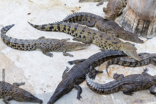 Crocodiles Resting at Samut Prakan Crocodile Farm and Zoo, Thail