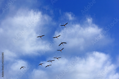 formation de flamants