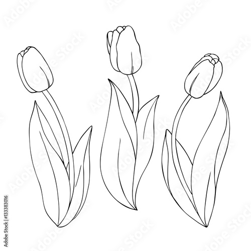 vector monochrome illustration of tulip flowers