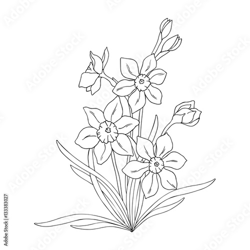 vector monochrome illustration of narcissus daffodil flowers