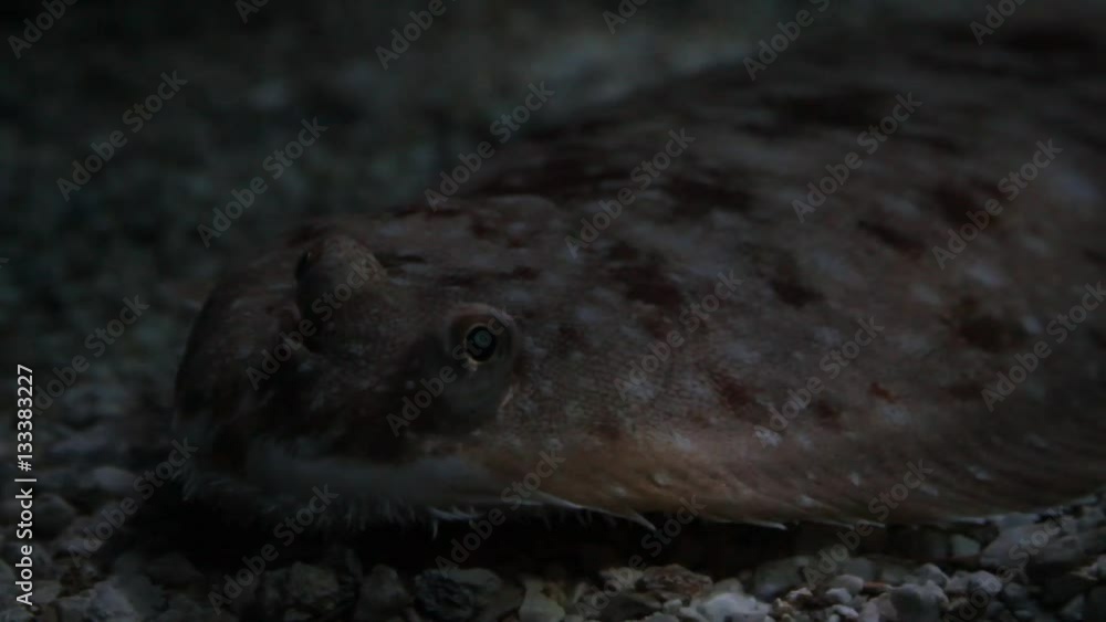 Flatfish close up bottom of the sea Flatfish close up bottom of the sea