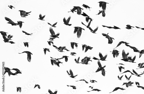 Fototapete flock of birds isolated on white background and texture, ( Rook and Jackdaw )