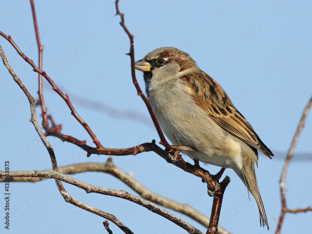 House Sparrow on branch, Passer domesticus House Sparrow on branch, Passer domesticus